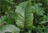genus Rumex