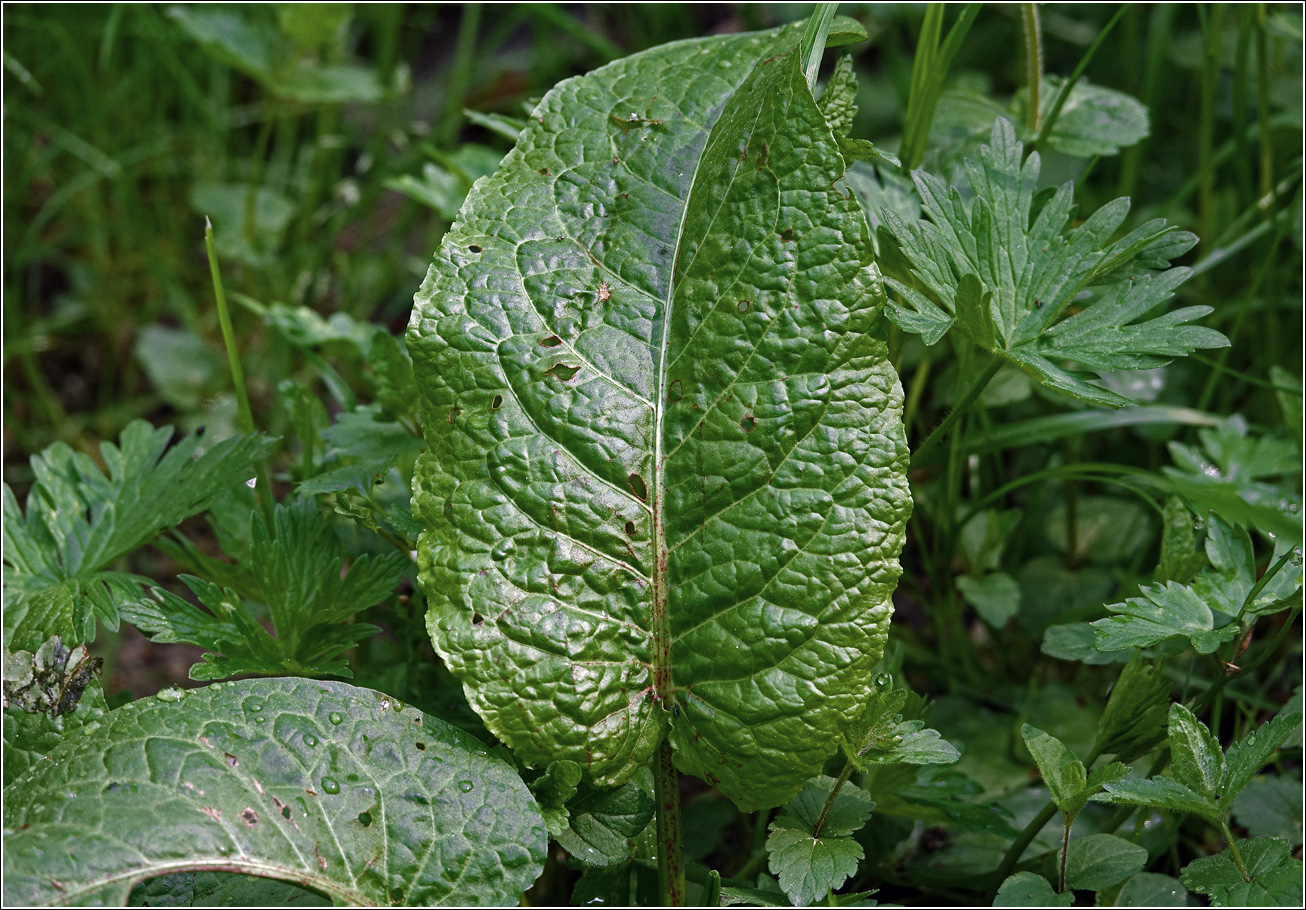 Image of Rumex obtusifolius specimen.
