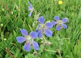 Geranium saxatile
