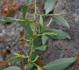 род Salix