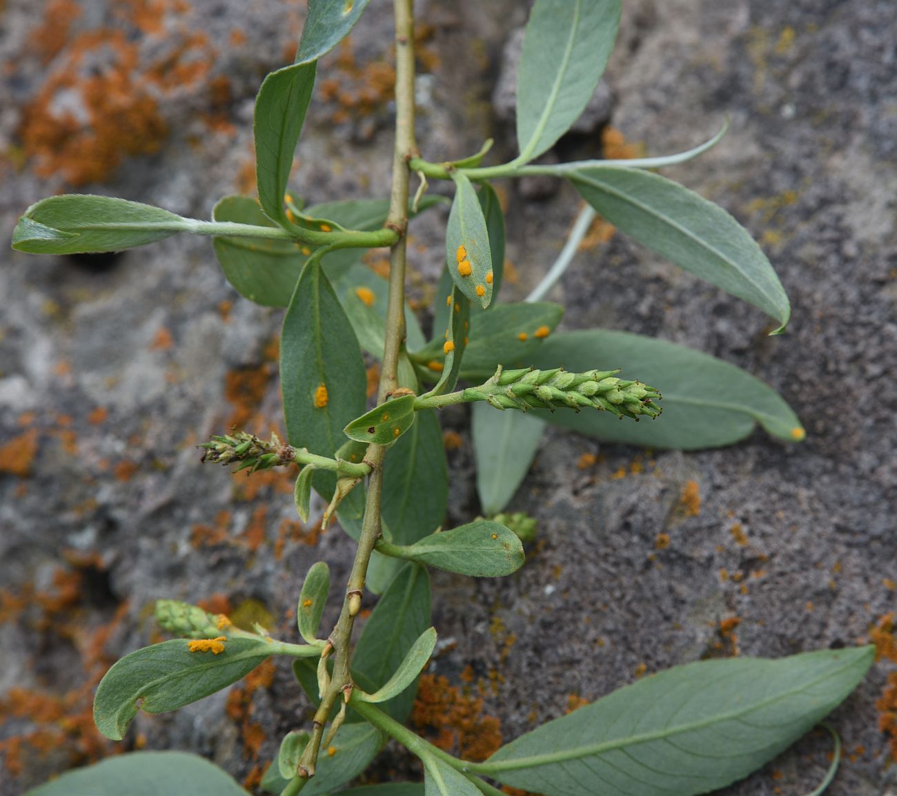 Image of genus Salix specimen.