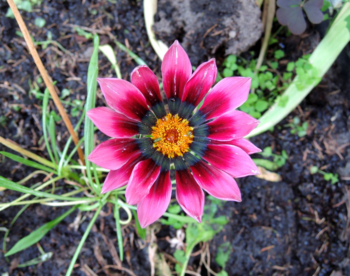 Image of Gazania &times; hybrida specimen.