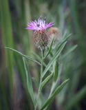 Centaurea trichocephala. Верхушка цветущего растения. Ростовская обл., окр. г. Донецк, разнотравный луг. 14.06.2025.