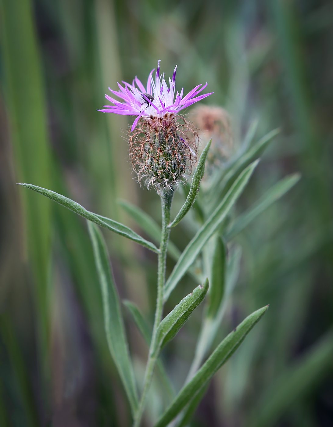 Image of Centaurea trichocephala specimen.
