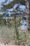 род Verbascum. Цветущее растение. Крым, Ленинский р-н, окр. г. Щелкино, Татарская бухта, псаммофитная степь на опушке сосновых насаждений. 6 июля 2025 г.