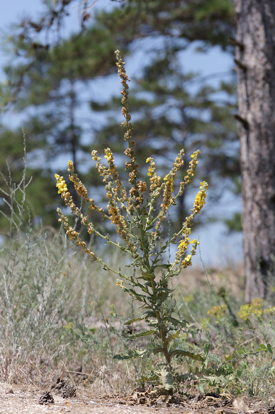 Image of genus Verbascum specimen.