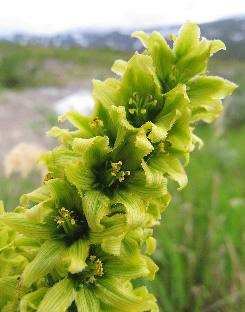 Изображение особи Veratrum lobelianum.