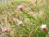 Centaurea trichocephala