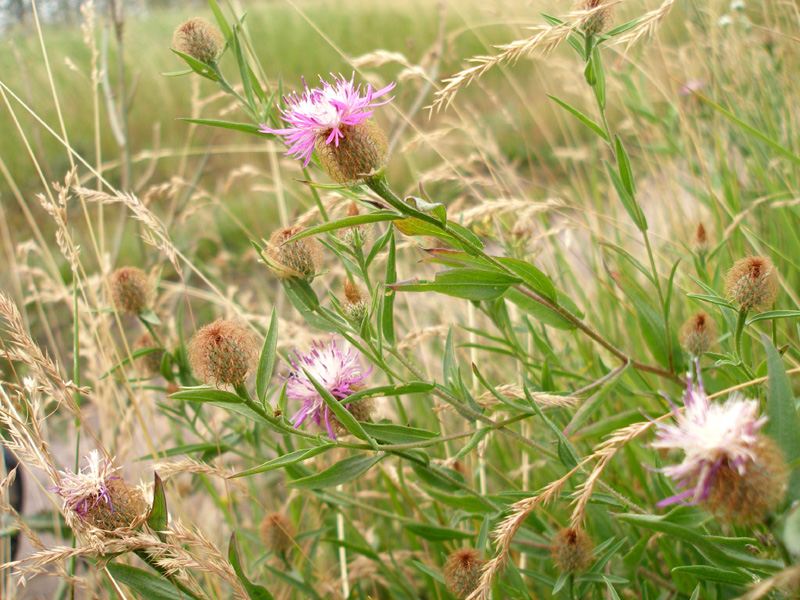 Изображение особи Centaurea trichocephala.