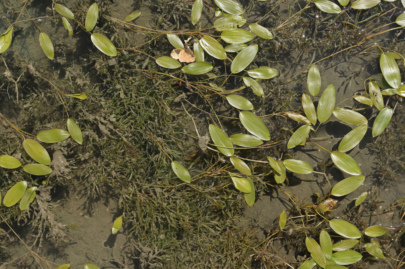 Изображение особи Potamogeton biformis.