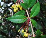 Berberis veitchii. Часть побега с соцветиями. Узбекистан, г. Ташкент, Ботанический сад им. Ф.Н. Русанова, в культуре. 03.04.2022.
