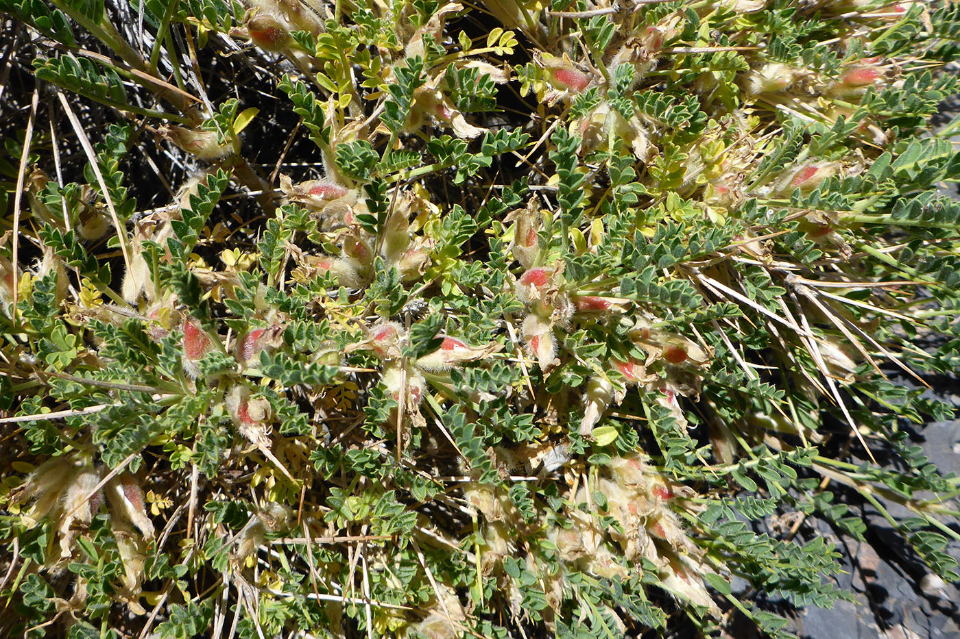 Image of Astragalus lasiosemius specimen.