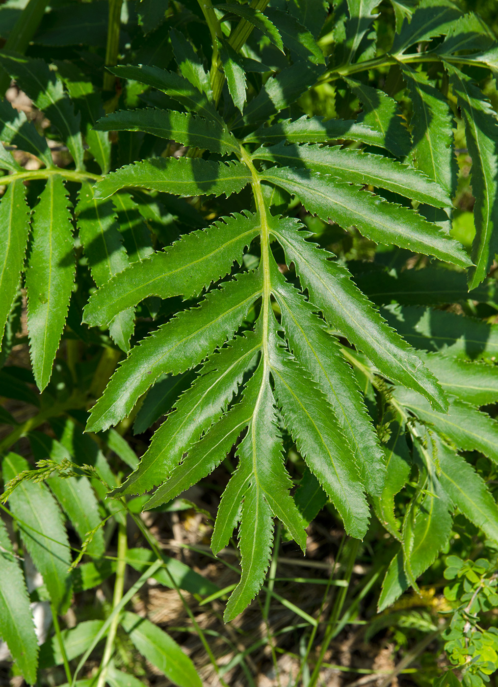 Image of Unknown species specimen.