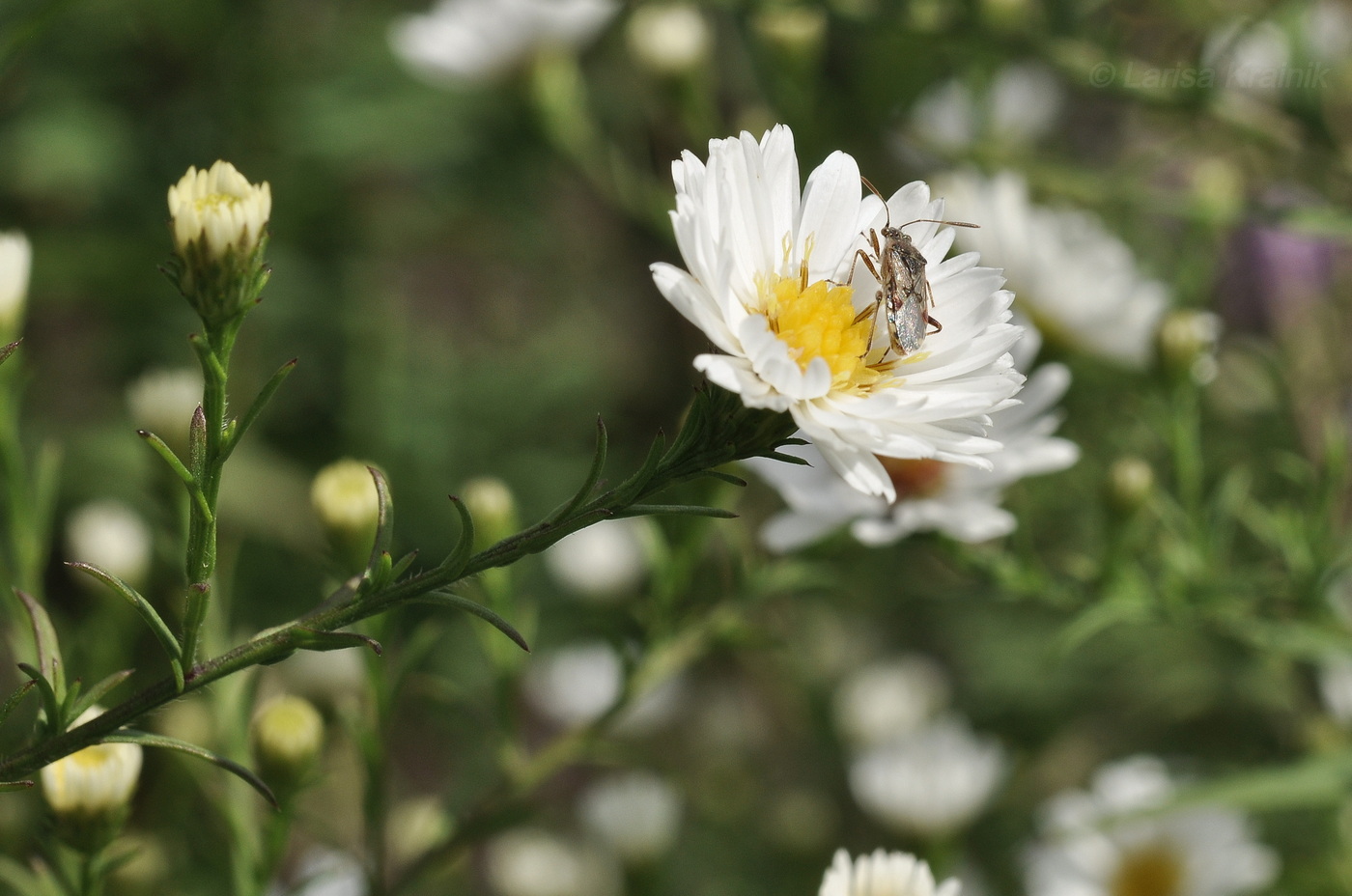 Image of Symphyotrichum novi-belgii specimen.