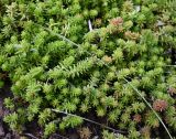 Sedum sexangulare. Побеги. Московская обл., г. Подольск, территория Подольской областной клинической больницы, склон южной экспозиции, газон. 08.07.2025.