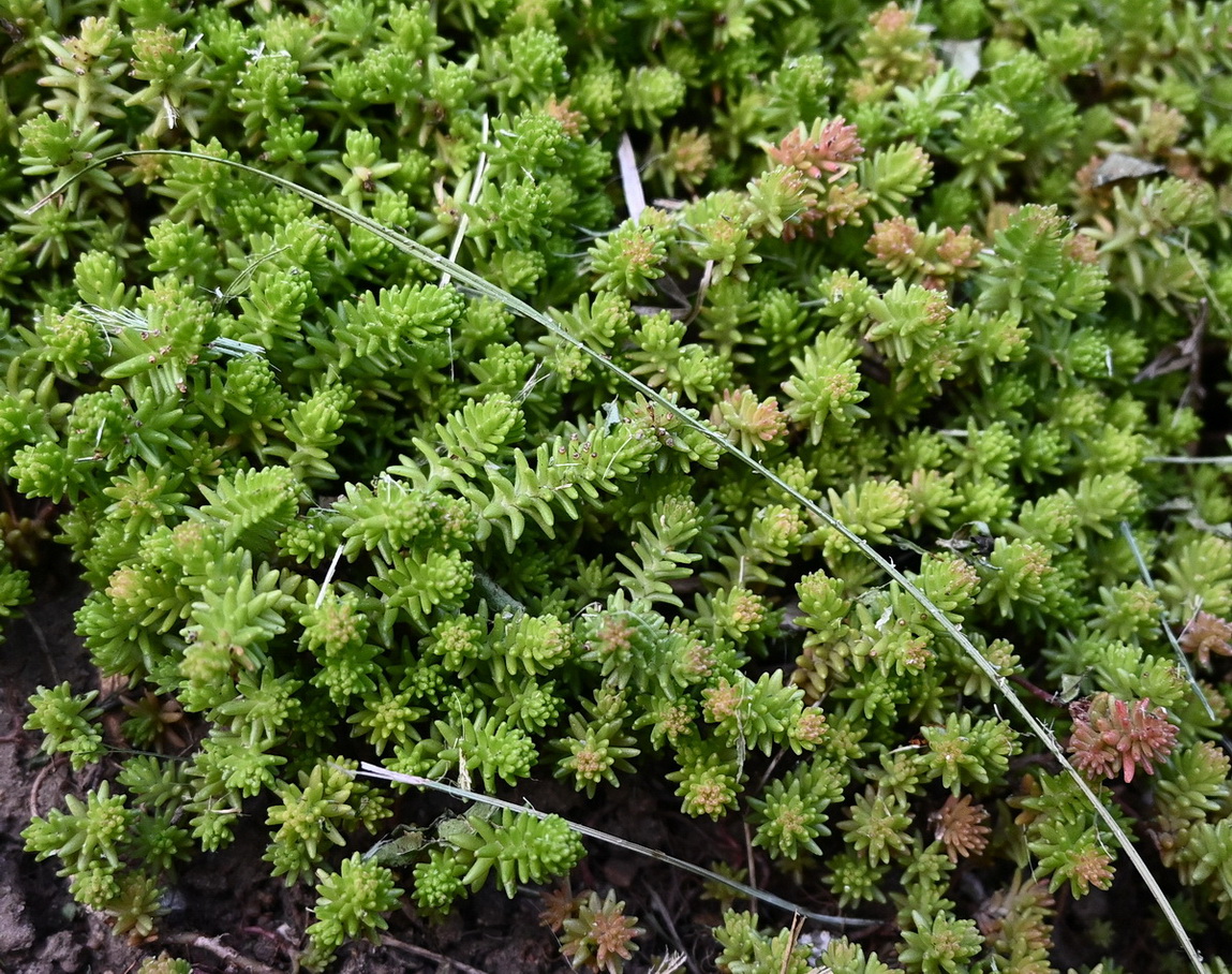 Image of Sedum sexangulare specimen.