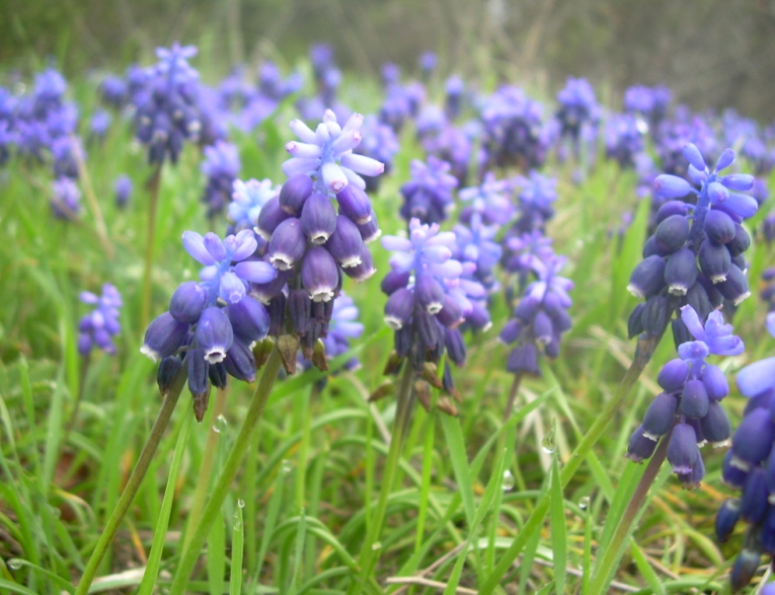 Изображение особи Muscari neglectum.