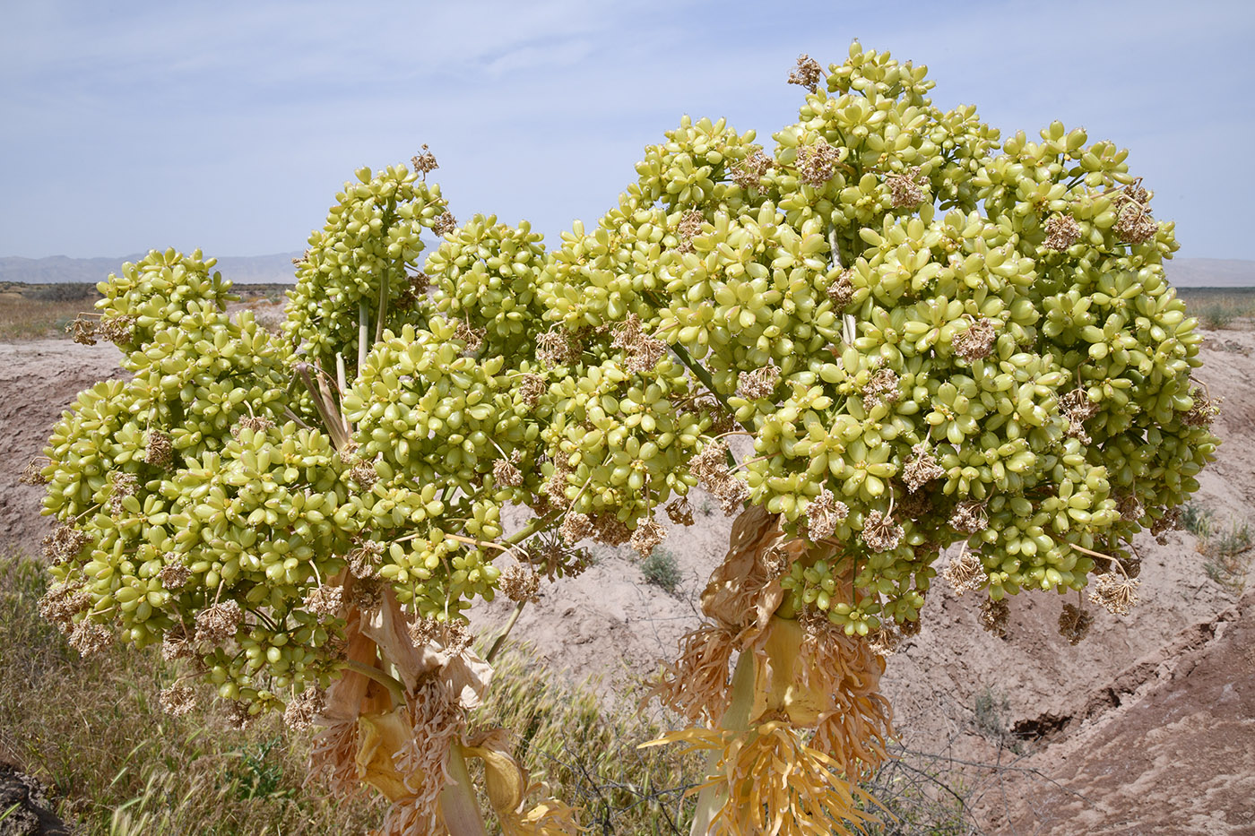 Изображение особи Ferula foetida.