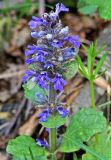 Ajuga genevensis