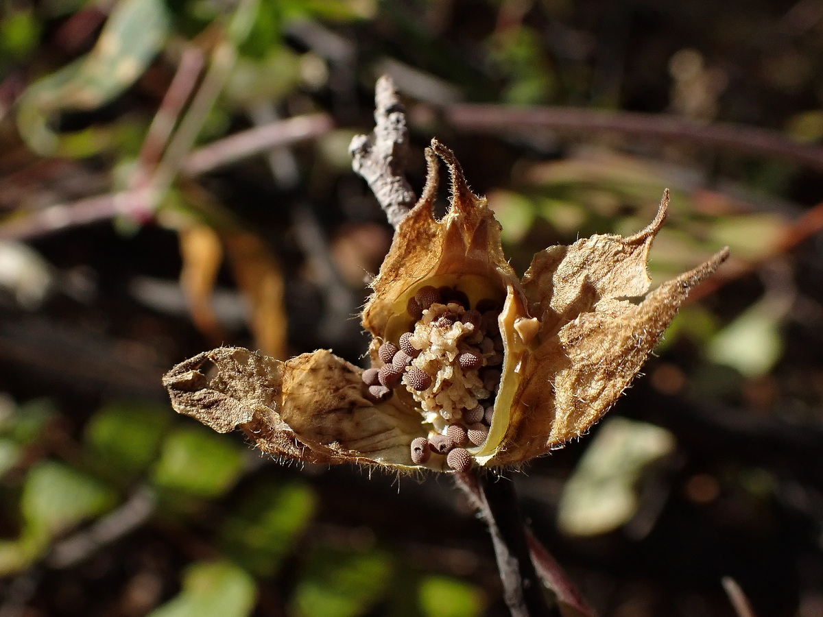 Image of Melandrium album specimen.