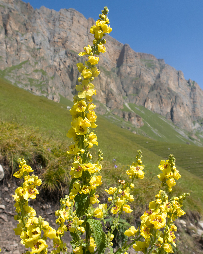Image of Verbascum laxum specimen.