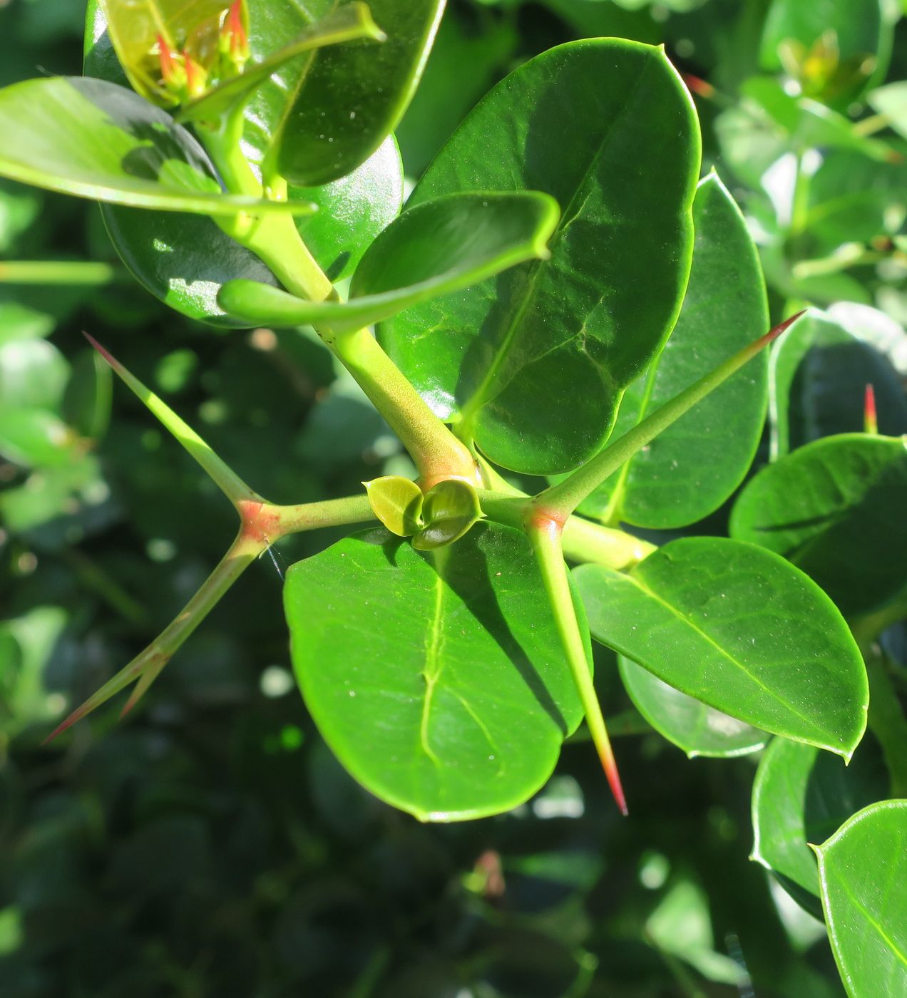 Изображение особи Carissa macrocarpa.