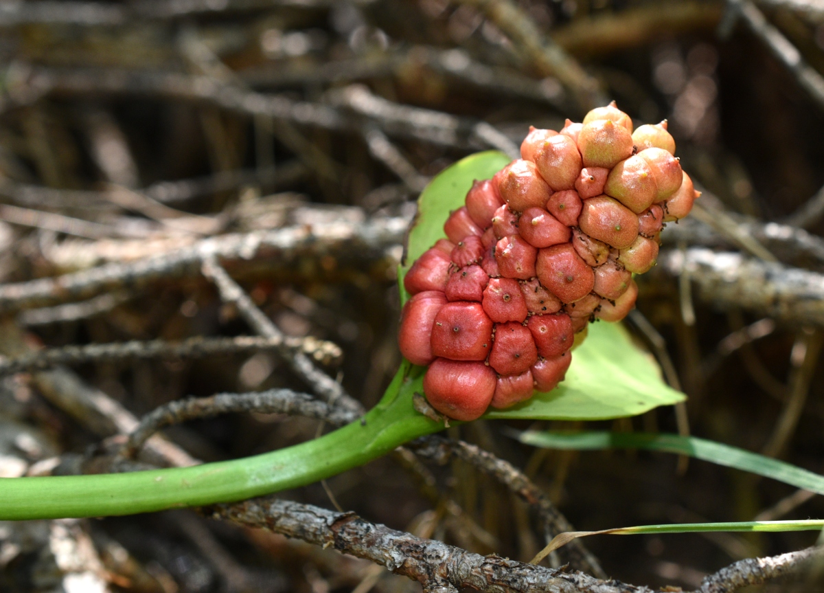 Image of Calla palustris specimen.