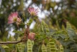 Albizia julibrissin. Верхушка ветви с соцветиями и бутонами. Южный берег Крыма, г. Алушта, в культуре. 19.10.2025.