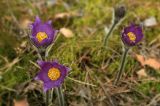 Pulsatilla patens