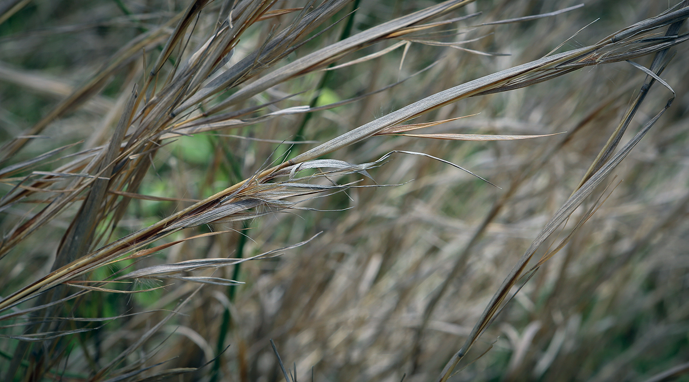 Image of Andropogon virginicus specimen.