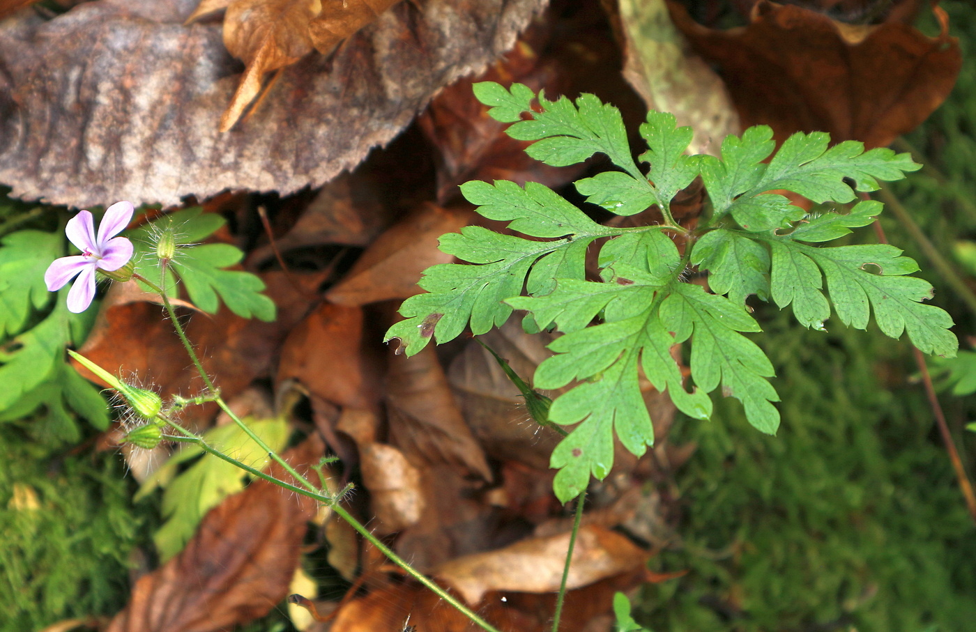 Изображение особи род Geranium.