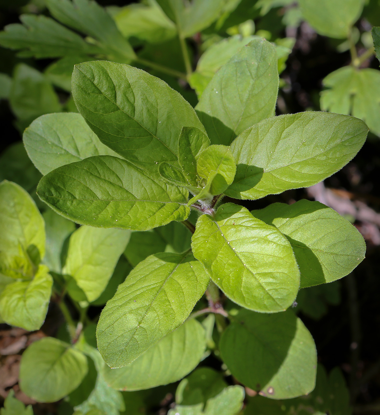 Image of Lysimachia verticillaris specimen.