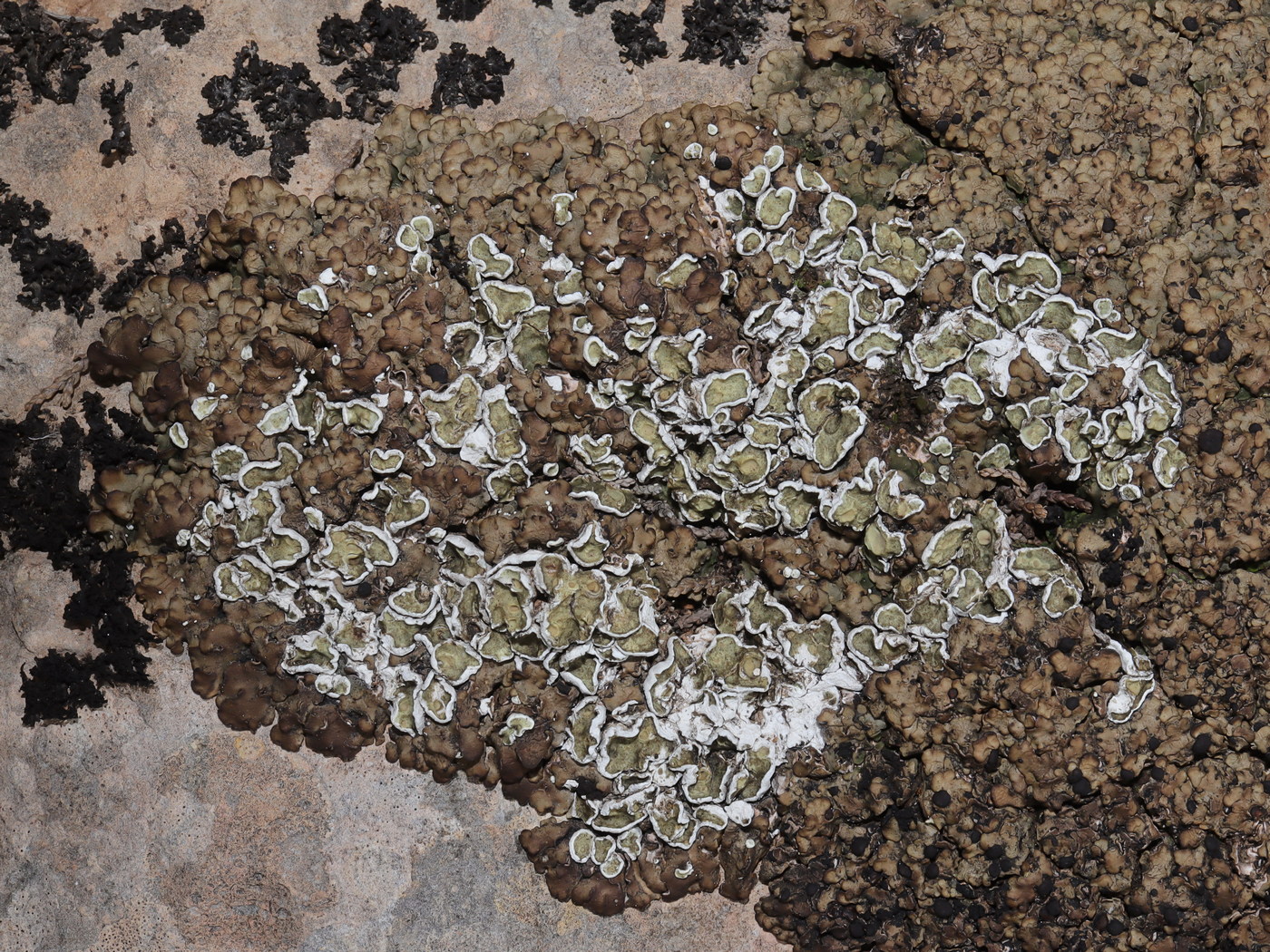 Image of Squamarina gypsacea specimen.