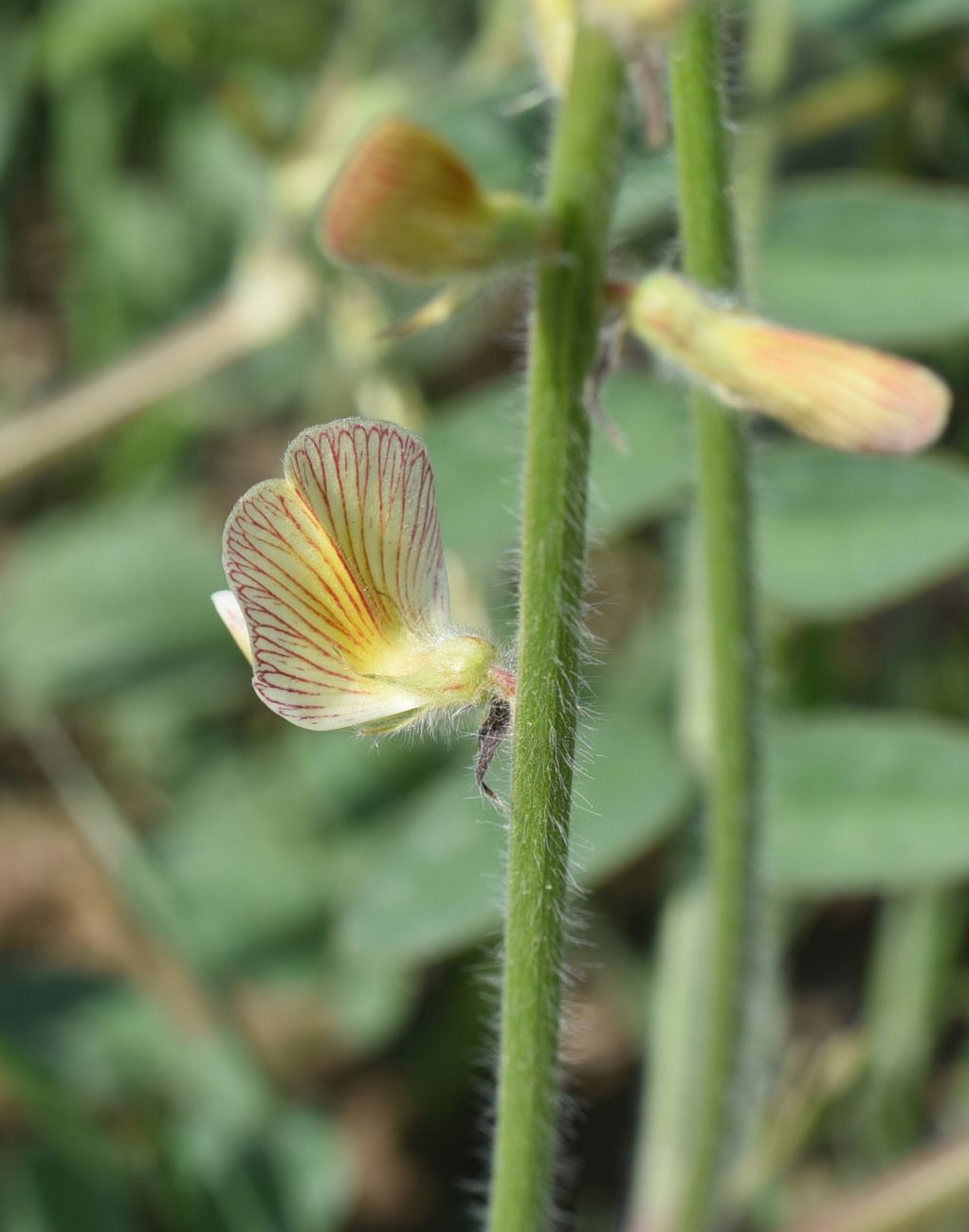 Изображение особи род Onobrychis.
