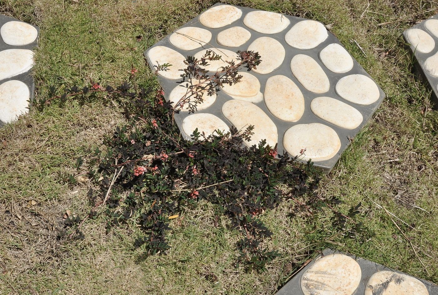 Image of genus Indigofera specimen.
