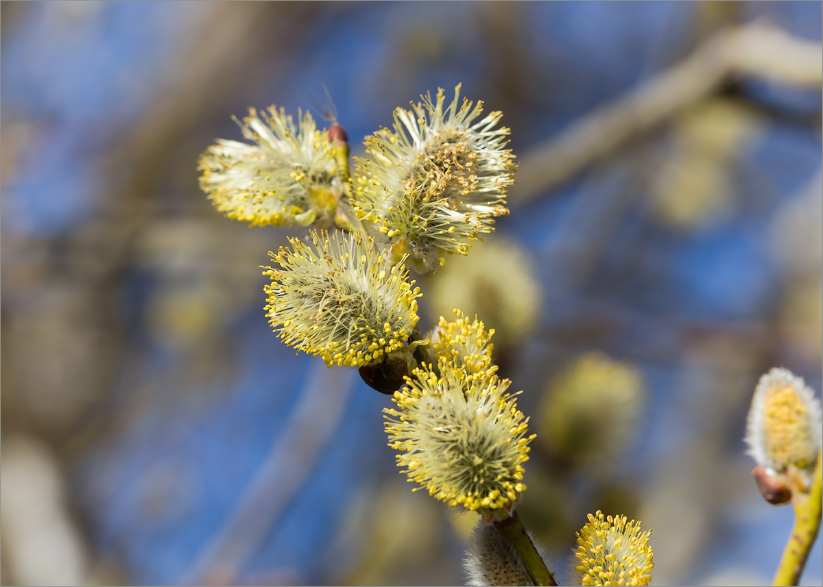 Изображение особи Salix caprea.