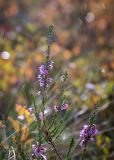 Calluna vulgaris. Верхушка веточки с соцветиями. Мурманск, экотропа \"Беличий хвост\", смешанный лес. 21.09.2025.