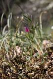 Vicia lathyroides. Цветущие растение. Крым, Севастополь, окр. с. Тыловое, поляна в шибляке. 29.04.2026.