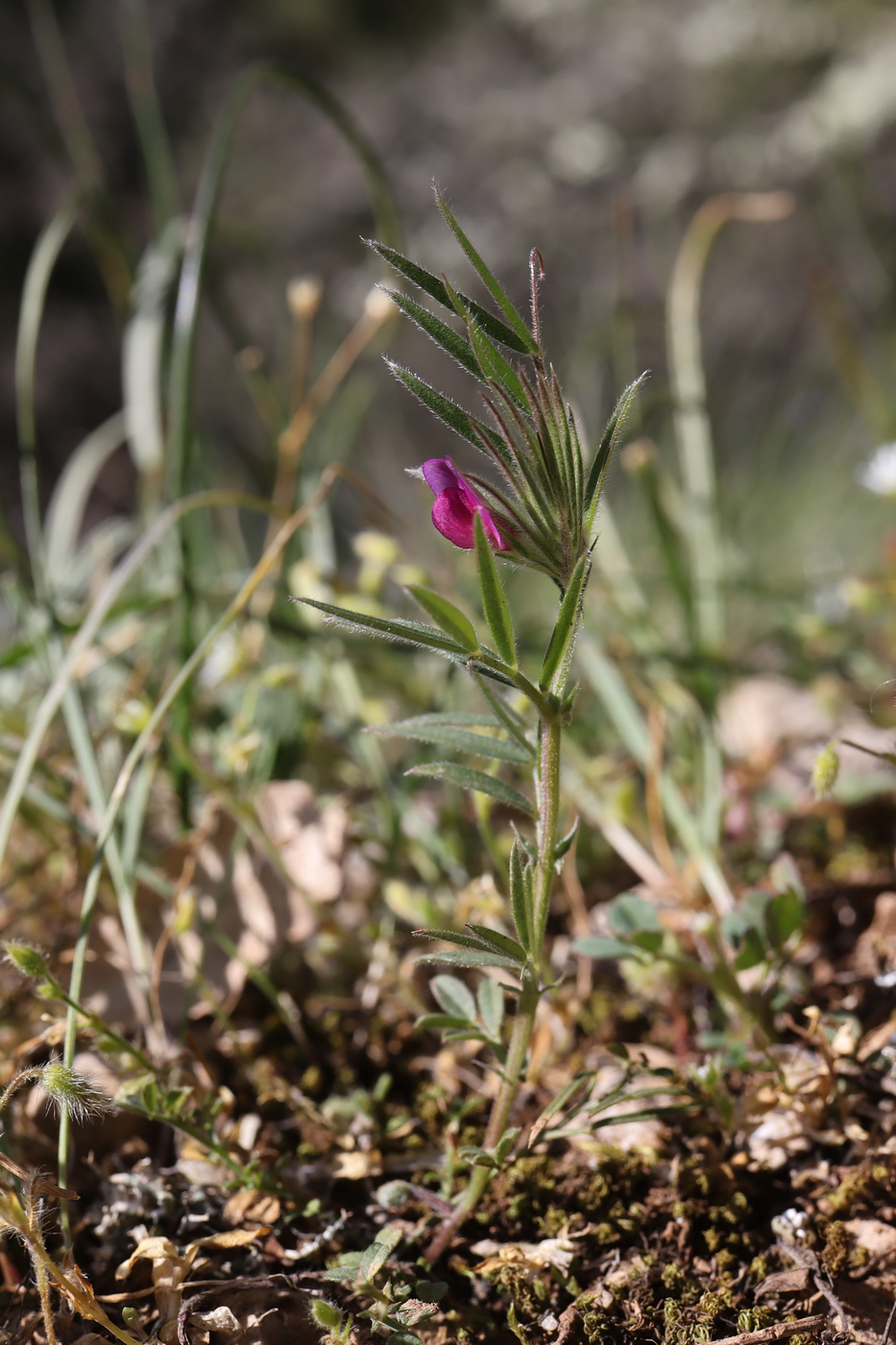 Изображение особи Vicia lathyroides.