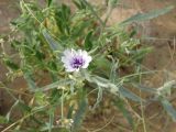 Epilasia hemilasia