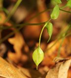 Corydalis ussuriensis. Плод, плодоножка и прицветники. Приморский край, Хасанский р-н, юго-западный берег бухты Рейд Паллада, мыс Острено, северный склон, в широколиственном лесу. 16.05.2026.