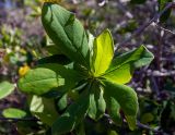 Berberis vulgaris. Листья на верхушке побега. Крым, окр. пос. Новый Свет, северный склон горы Сокол (Куш-Кая), близ скалы \"Чёртов палец\". 05.05.2025.