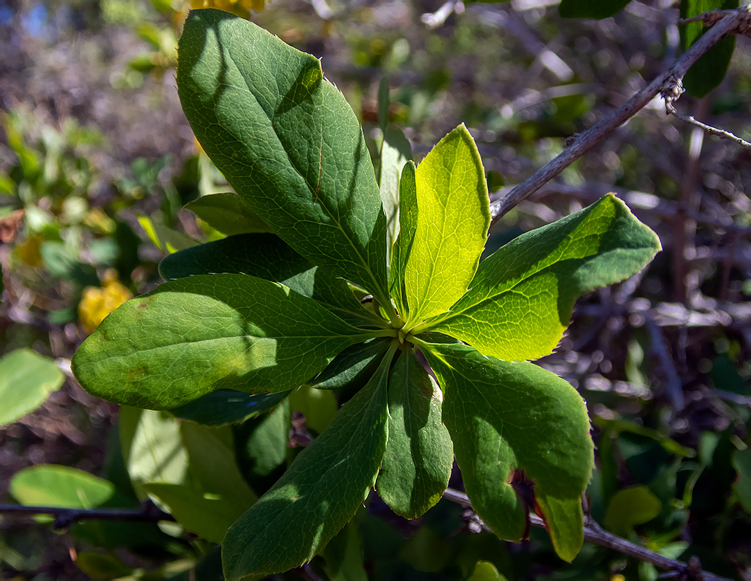 Изображение особи Berberis vulgaris.