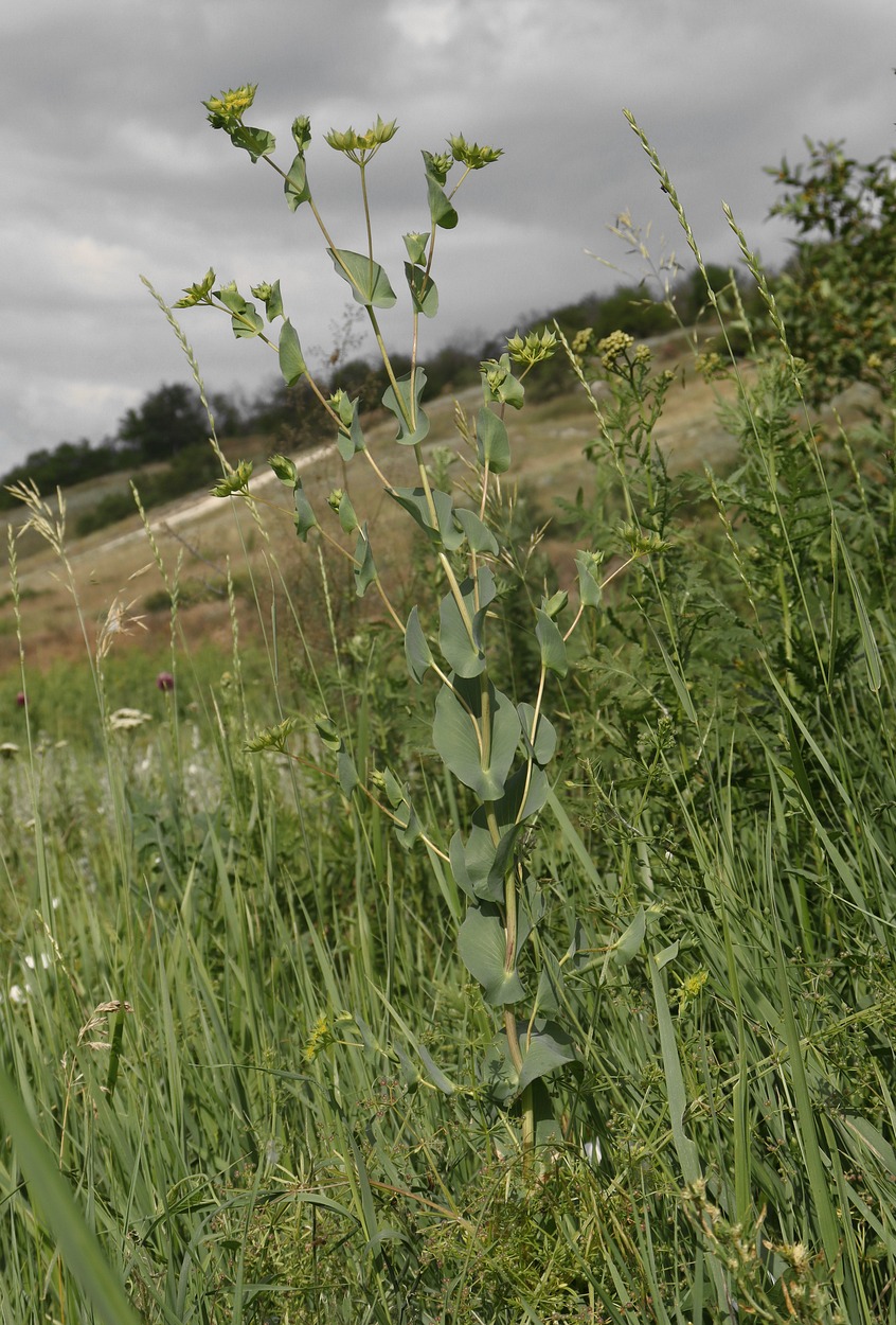 Изображение особи Bupleurum rotundifolium.