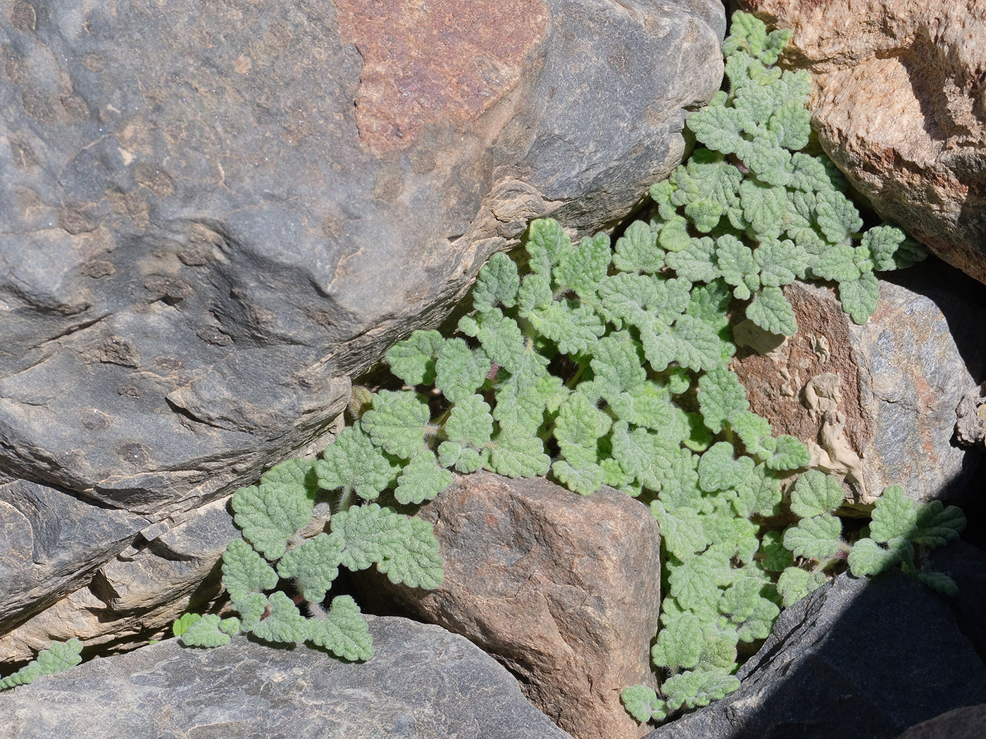 Image of Scutellaria pamirica specimen.