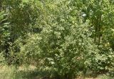Rhamnus cathartica