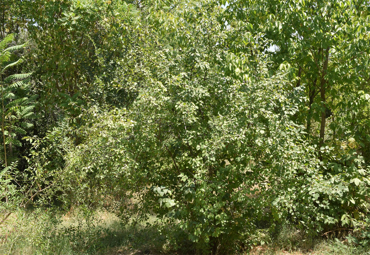 Image of Rhamnus cathartica specimen.