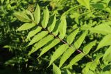 Sorbaria sorbifolia. Лист. Ленинградская обл., Кировский р-н, пос. Дачное, просека ЛЭП, заросли Sorbaria sorbifolia. 19.06.2026.
