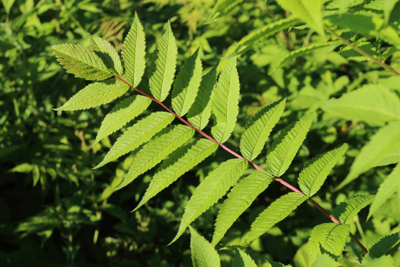 Image of Sorbaria sorbifolia specimen.