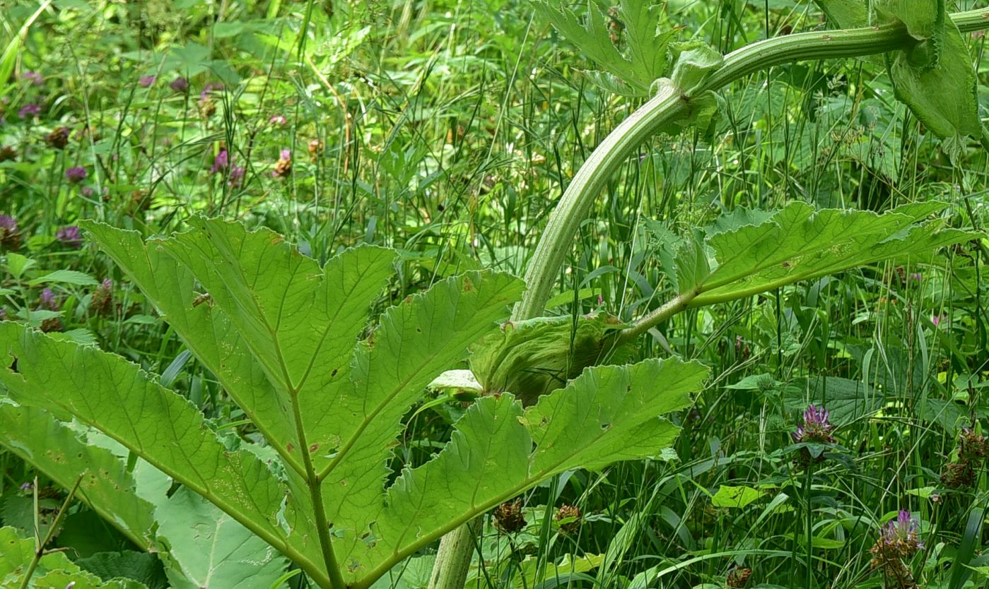 Image of genus Heracleum specimen.